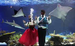 Divers' Aquarium New Year greetings with stingrays