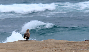 [K-Geography] Lonely bird