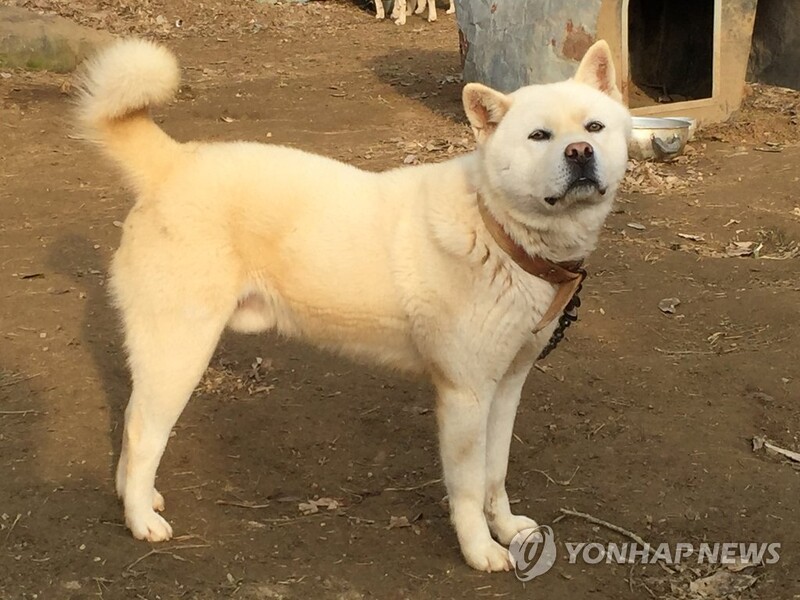 '유기견 줄이자'…경남 고성군, 실외 반려견 대상 중성화사업