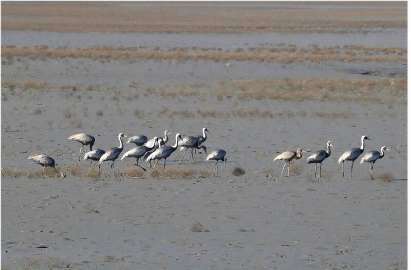 신안서 국제 보호조류 재두루미 16개체 확인