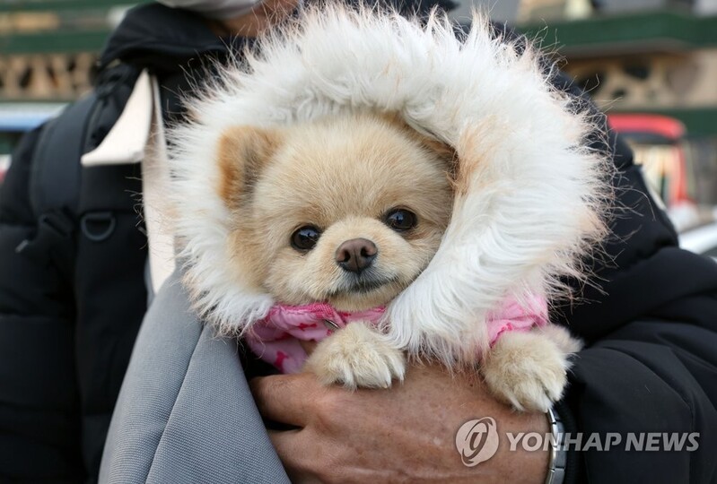 제주 유일 반려동물 장묘시설 애월읍에 조성 추진