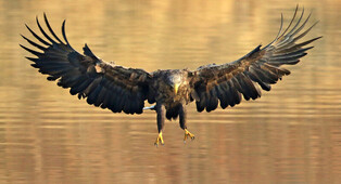 [K-Geography] A white-tailed eagle is looking for prey with sharp eyes