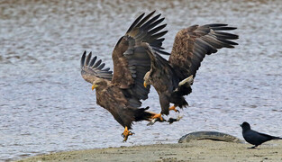 [K-Geography] Two White-tailed Eagles in a fight over food