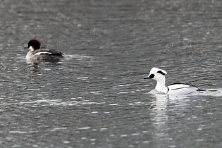 [K-Geography] Pair of smew ducks swimming