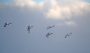 [K-Geography] Whooper Swans fly over Lake Gyeongpo