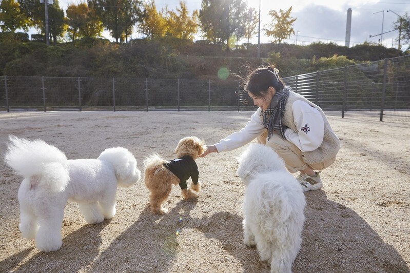 송파구, 반려견 놀이터 재개장…주말에도 운영