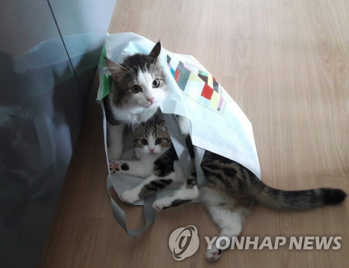 내달 반려묘 등록 시범사업 전국 확대…내장형 등록만 가능