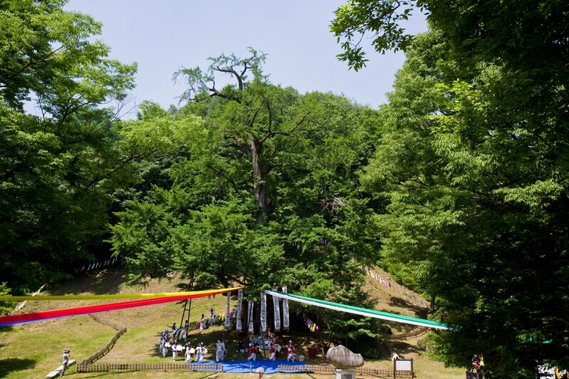 "마을 평안 빕니다"…천연기념물·명승 민속행사 68건 지원