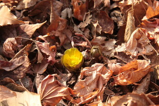 Harbinger of spring