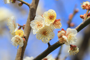 [K-Geography] Plum tree flowers in bloom