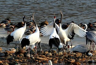 [K-Geography] Howling cranes