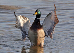 [K-Geography] Mallard flapping wings