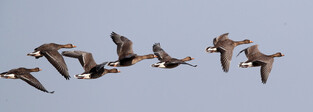 [K-Geography] Flock of wild geese flies over Gyeongpo Lake