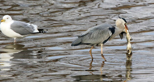 [K-Geography] Gray heron eating remaining dead fish