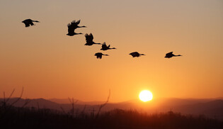 [K-Geography] Cranes flying at sunrise