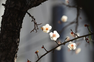 [K-Geography] Plum tree flowers in bloom