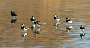 [K-Geography] Flock of Northern Lapwings