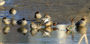 [K-Geography] Green-winged teals enjoying winter sun