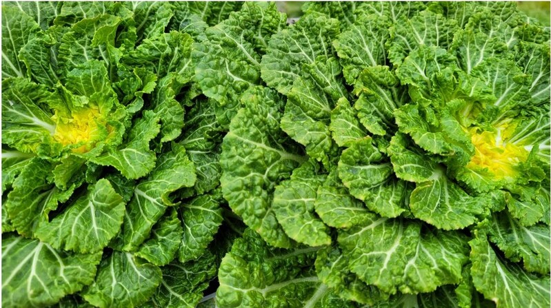 겨울 해풍 맞고 자란 진도 봄동 인기…"단맛 일품"