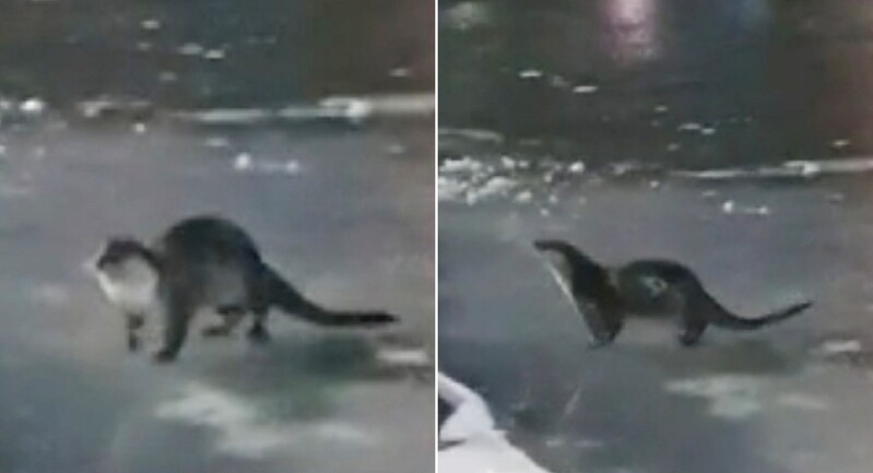 음성 도심 아파트 앞 하천에 멸종위기 1급 수달 산다