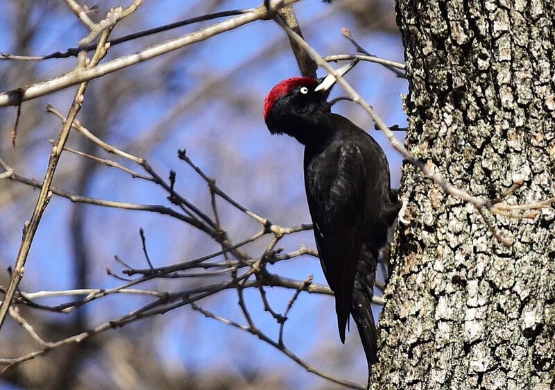 광릉숲서 짝짓기 연습하는 까막딱따구리 포착
