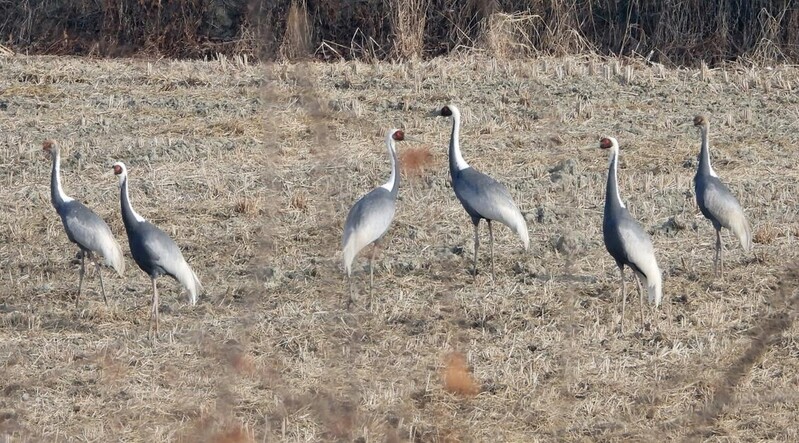 [픽! 창녕] 창녕 우포늪에 찾아온 재두루미 가족