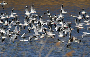 [K-Geography] Flying Seagulls