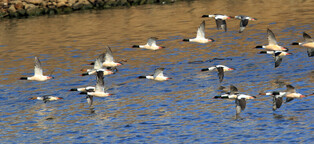 [K-Geography] Flying goosanders