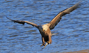 [K-Geography] white-tailed eagle catching fish