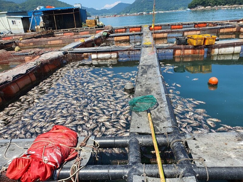 작년 국내 우럭 출하량 최근 6년간 최저…가격은 전년보다 46%↑