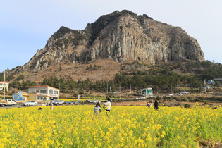 [K-Geography] Rape blossoms