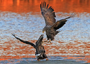 [K-Geography] Two white-tailed eagles fighting