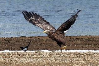[K-Geography] White-tailed eagle flying over river