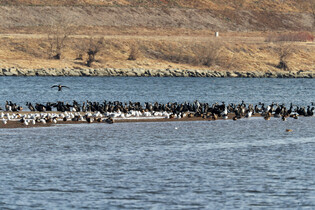 [K-Geography] Shelter for Migratory Birds