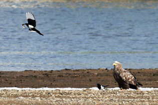 [K-Geography] White-tailed eagle and Magpies