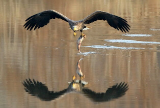[K-Geography] White-tailed eagle hunts fish
