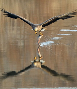 [K-Geography] White-tailed eagle hunting fish