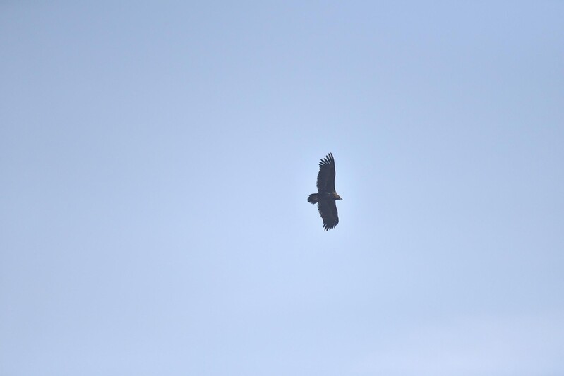 대전 갑천서 멸종위기종 독수리 첫 확인…15마리 관찰