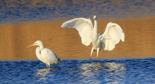 [K-Geography] White herons flapping wings