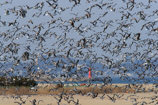 [K-Geography] Flying seagulls
