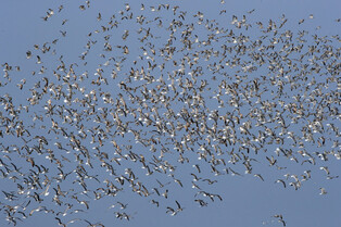 [K-Geography] Flying seagulls