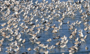 [K-Geography] Flying seagulls