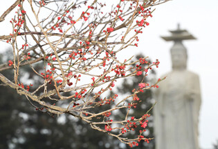 [K-Geography] Red plum blossoms in Jeju island