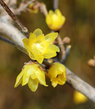 [K-Geography] Wintersweet flowers in bloom