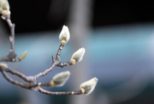 [K-Geography] Advent of spring