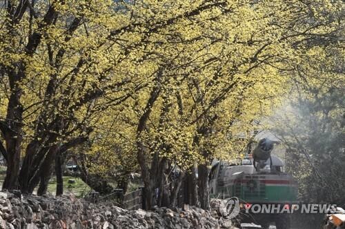 올해는 기대했는데…코로나 확산에 봄꽃축제 또 잇단 취소