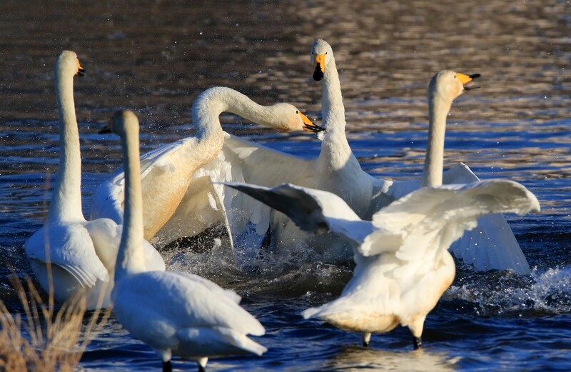 [유형재의 새록새록] 고고한 자태의 고니…가족을 위해서라면