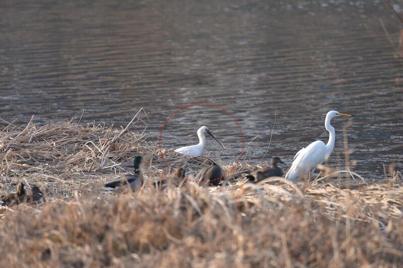 대전 갑천서 멸종위기종 노랑부리저어새 첫 확인