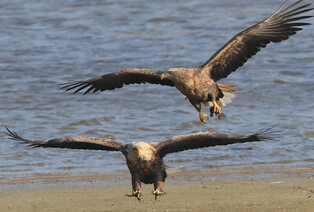 [K-Geography] White-tailed eagles ready to go home
