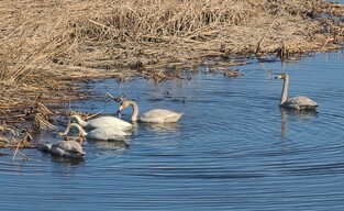 [K-Geography] Whooper swans looking for prey